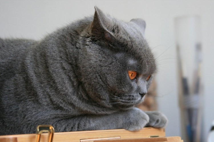 Шотландский скотишройт серый