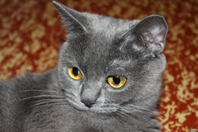 Британская кошка короткошерстная серая