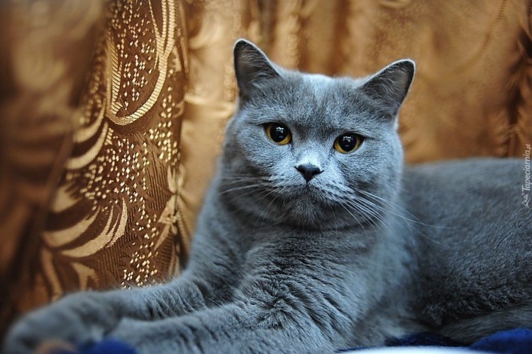 Шотландский кот прямоухий толстый