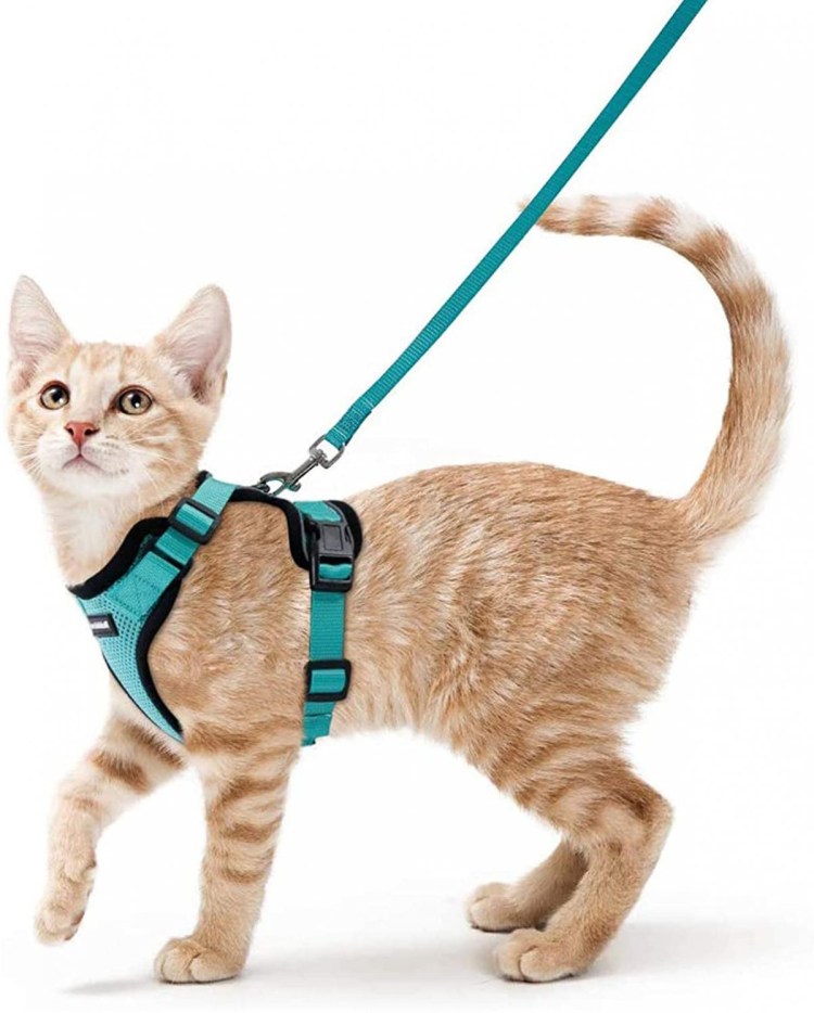 Papacat шлейка для кошек