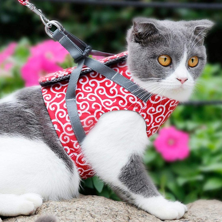 Кошачьи шлейки для выгула