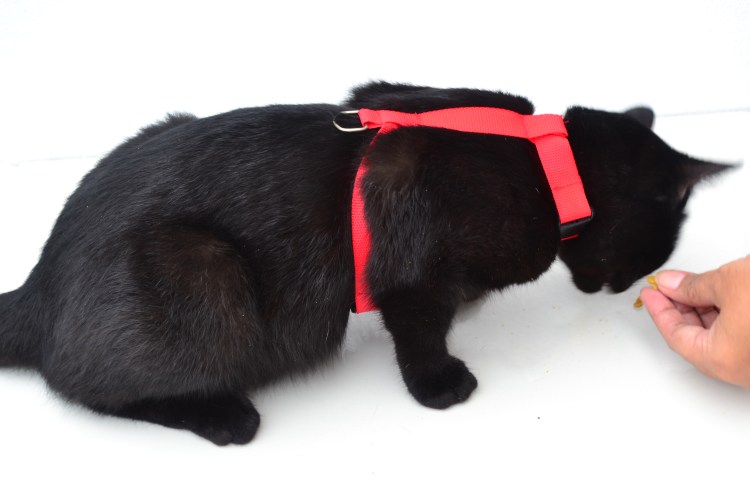 Шлейка на коте