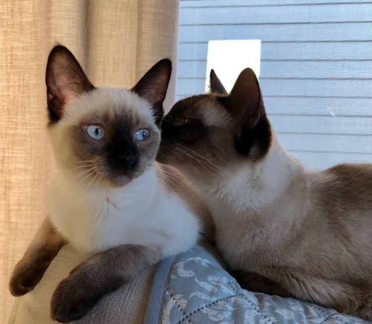 Блю Пойнт кошка