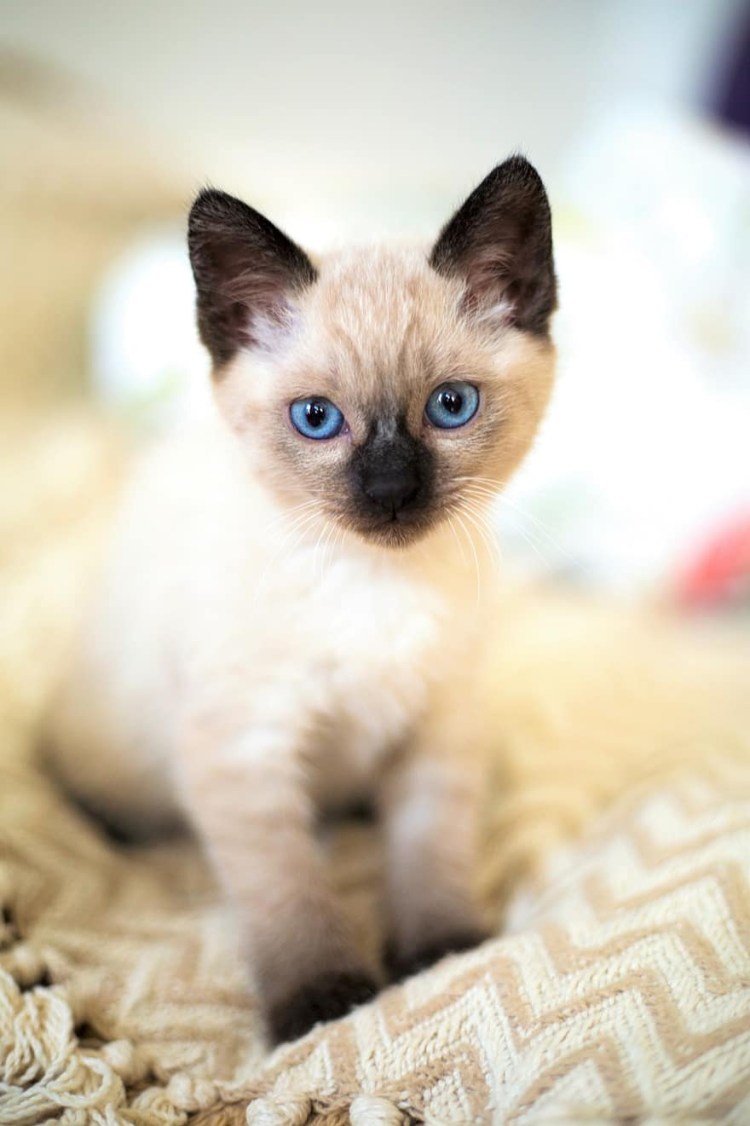 Сиамская кошка Манчкин