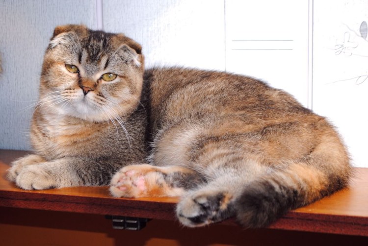 Шотландская вислоухая кошка Калико