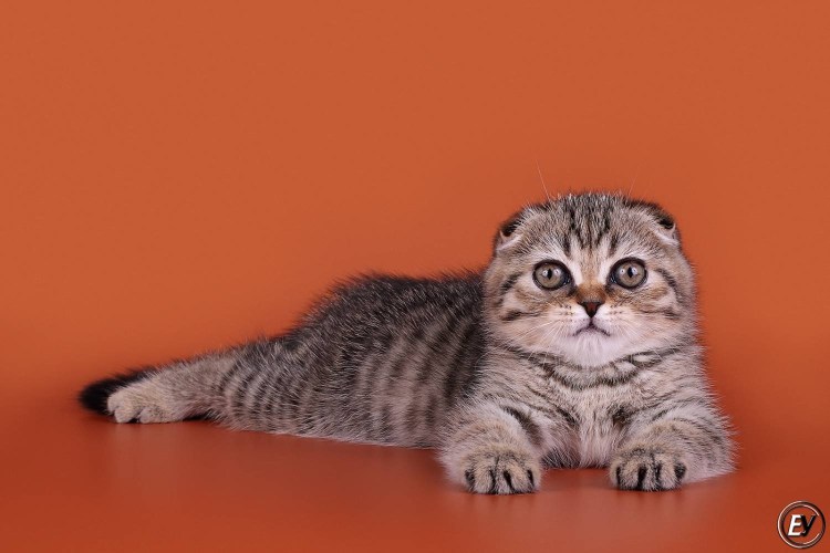 3х цветная кошка вислоухая