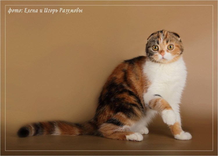 Шотландская вислоухая кошка черепаховая