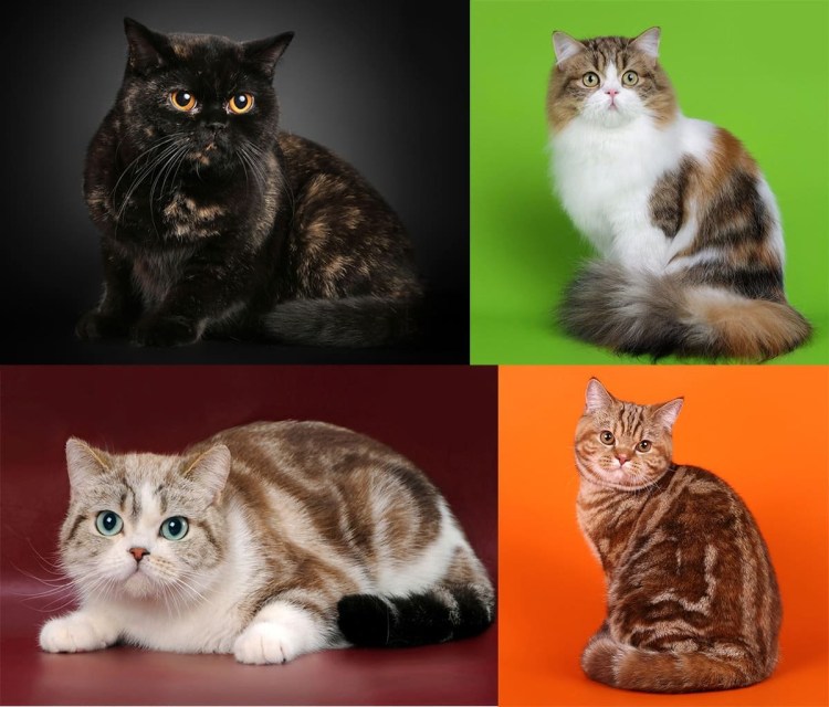 Британская черепаховая кошка