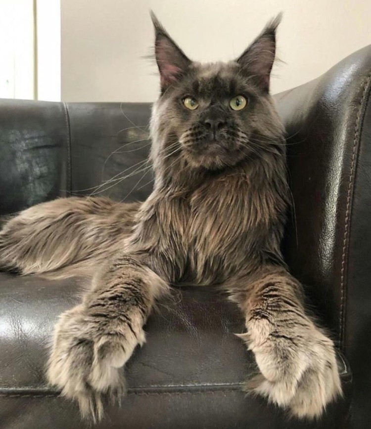 Котенок с гривой Льва