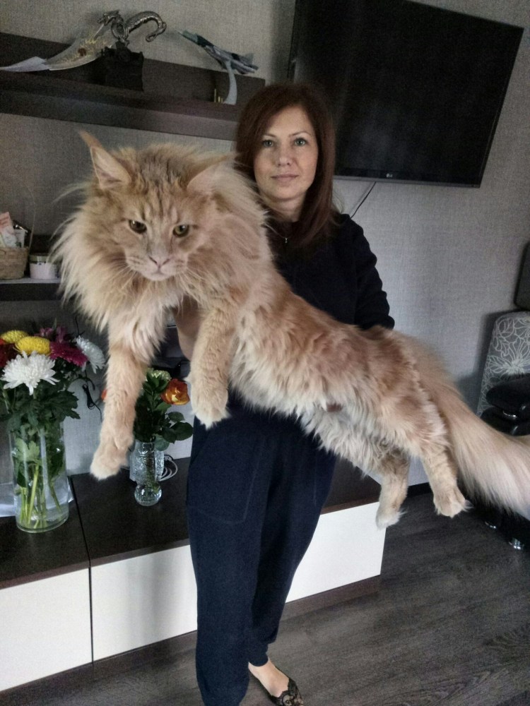 Прикольный кот похожий на Льва