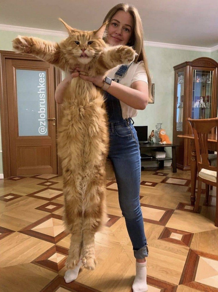 Стрижка Мейн куна подо Льва