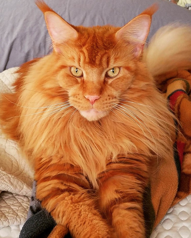 Коты Мейн куны