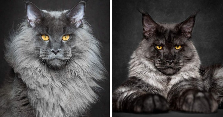 Мейн кун царь котов