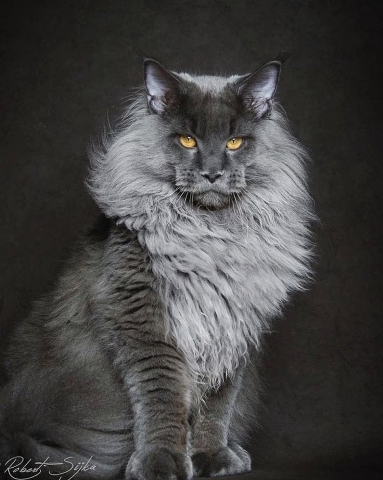 Большие коты Мейн кун
