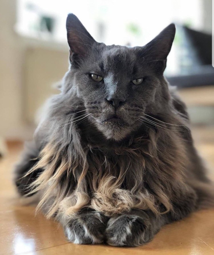 Кот с гривой