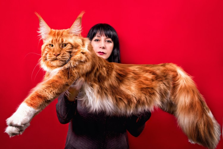 Женщина похожая на кота
