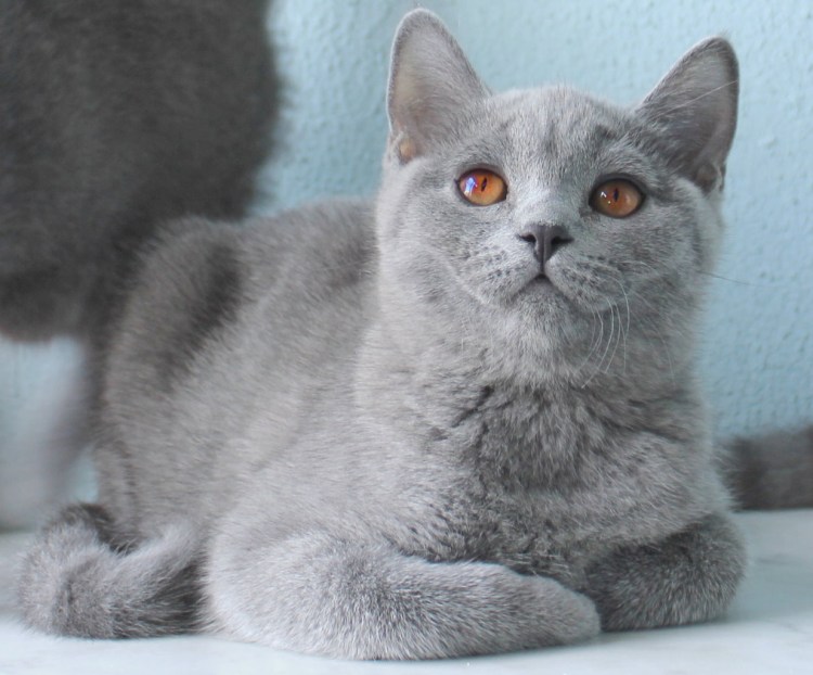 Шотландская кошка прямоухая скоттиш страйт