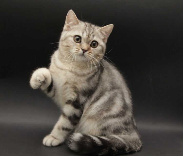 Шотландская кошка страйт
