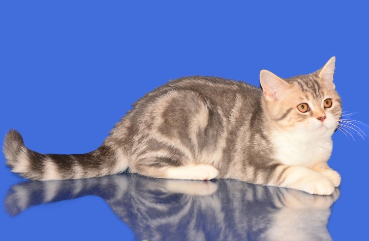 Шотландский скоттиш страйт