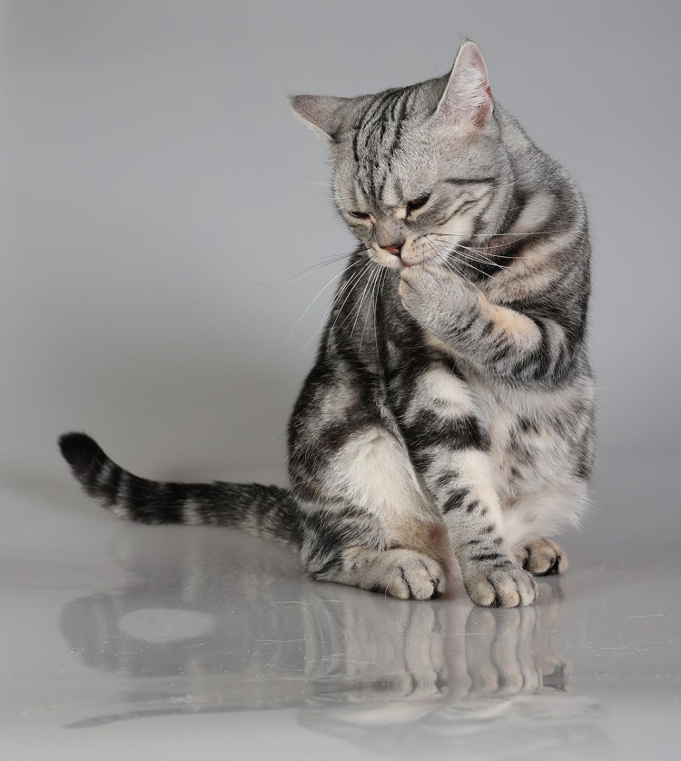 Кот породы скоттиш страйт