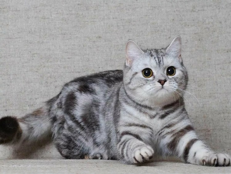 Шотландский кот прямоухий скоттиш