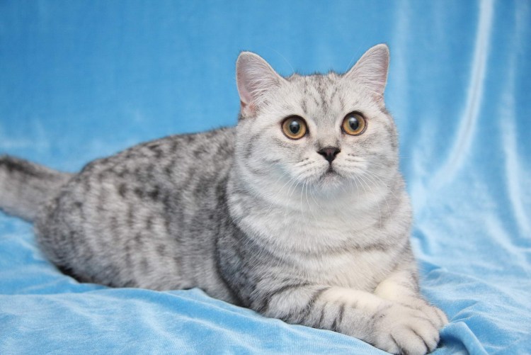 Шотландская кошка прямоухая страйт