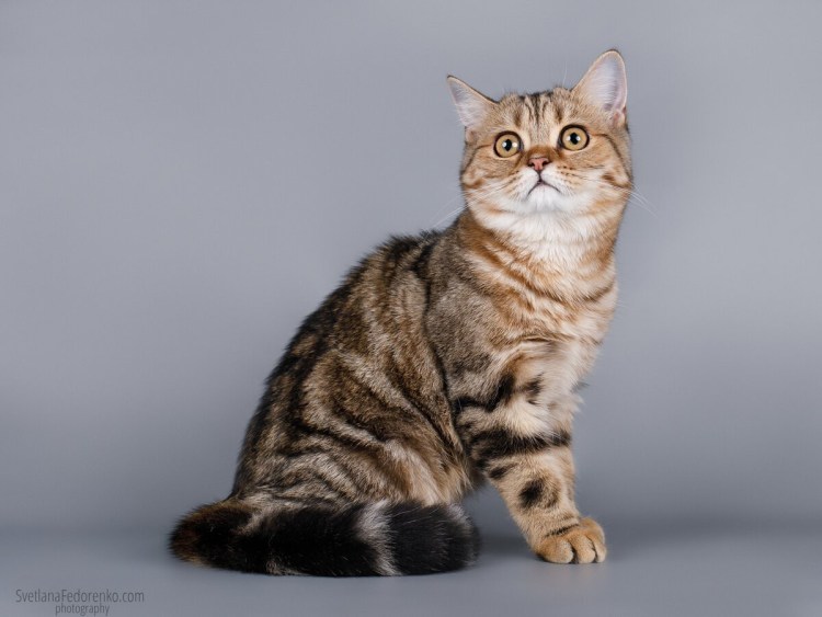 Шотландский скоттиш страйт
