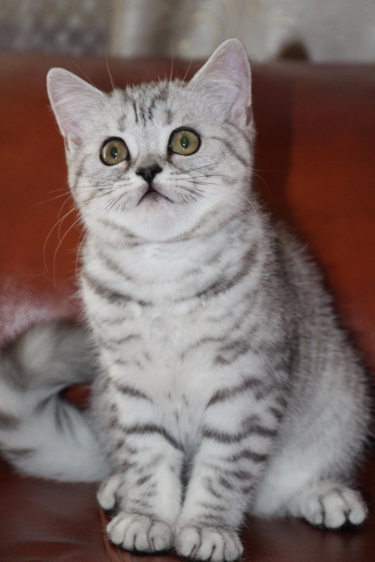 Скоттиш страйт кошка белый подшерсток