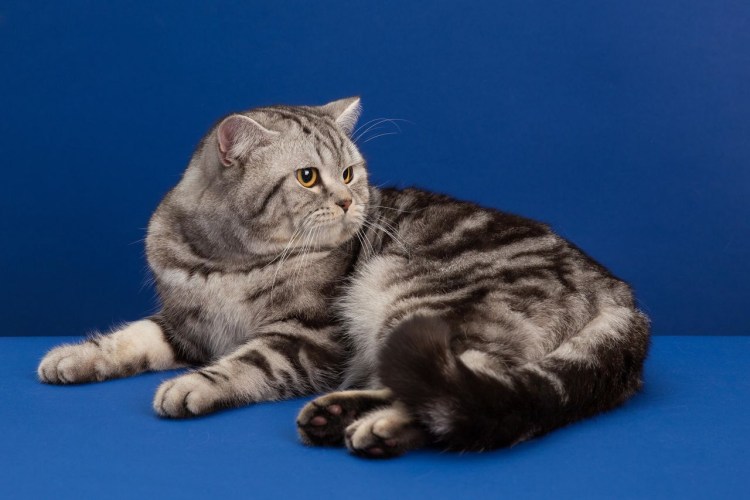 Шотландская кошка прямоухая