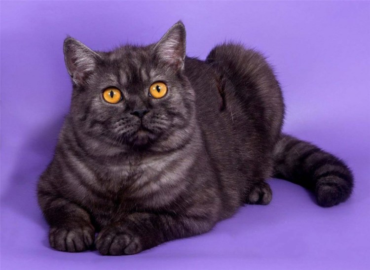 Шотландский скоттиш страйт серый