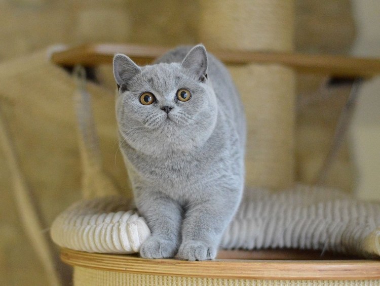 Шотландская кошка прямоухая