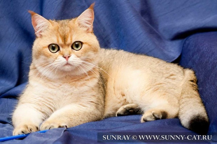Шотландская кошка прямоухая мраморная