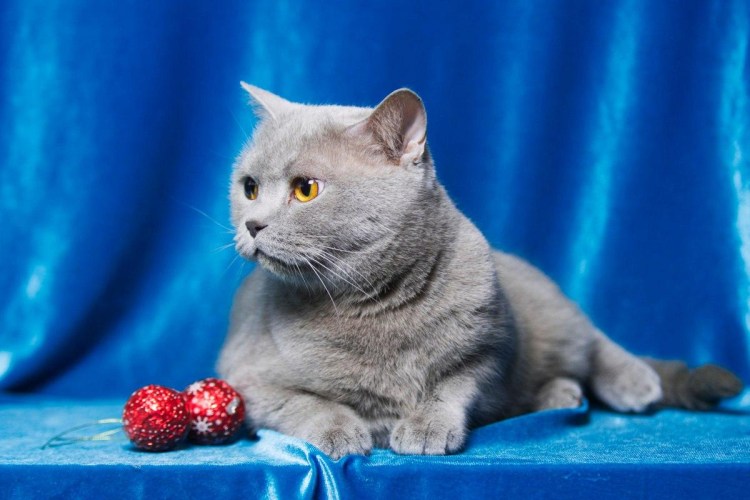Шотландский кот прямоухий серый