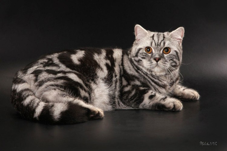 Шотландская короткошерстная табби