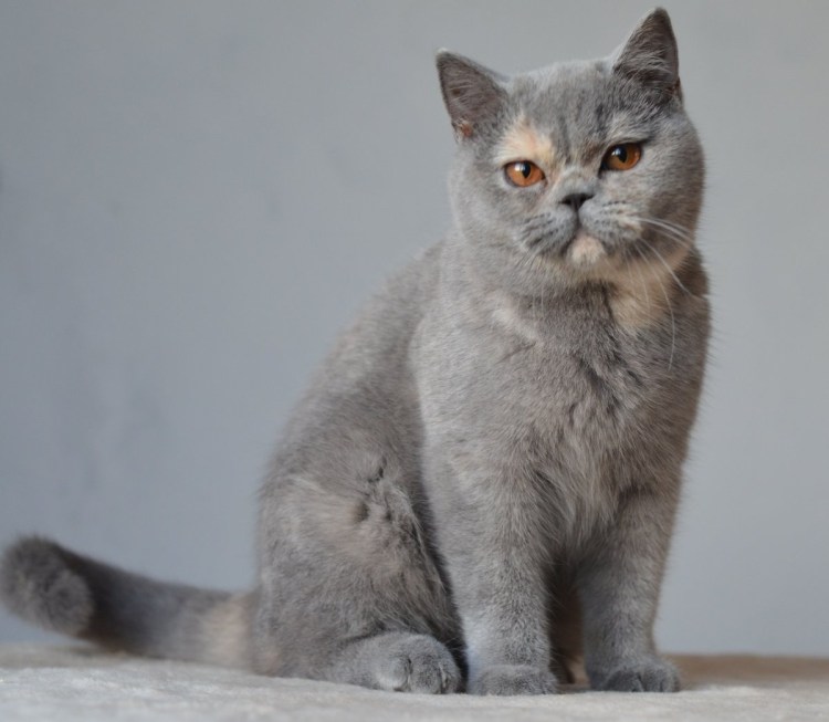 Шотландский кот прямоухий