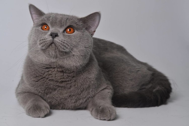Шотландская скоттиш страйт кошка белая