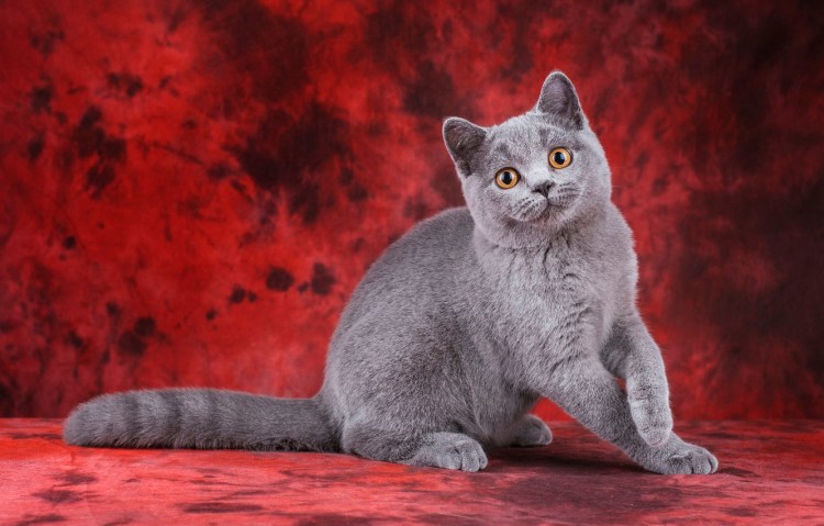 Шотландский сплошной котенок