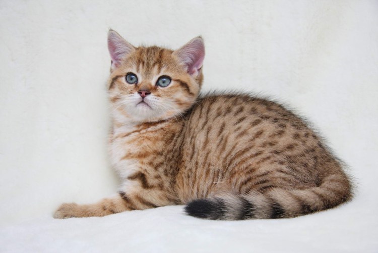 Шотландская прямоухая короткошерстная
