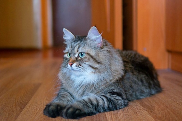 Сибирские коты