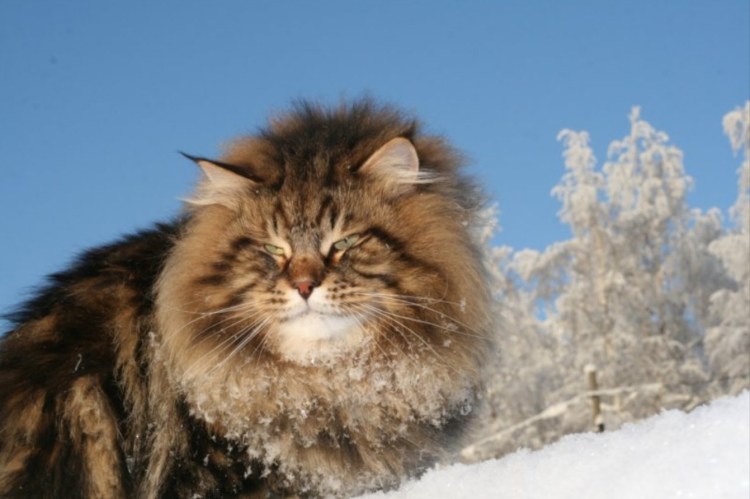 Сибирский кот Уссури