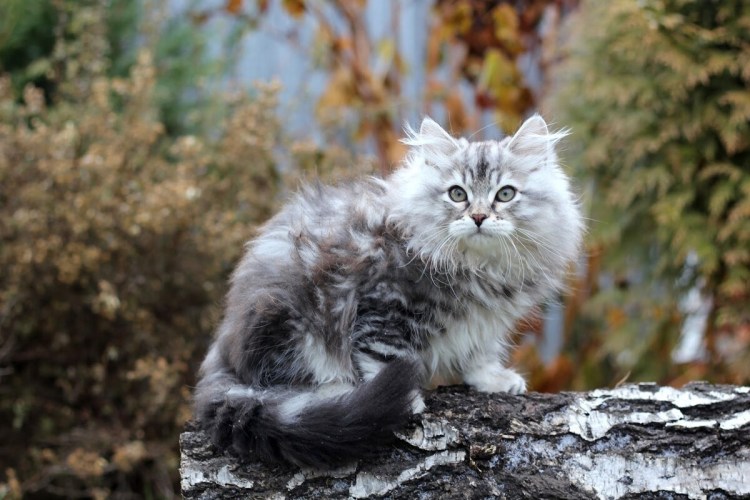 Сибирская кошка