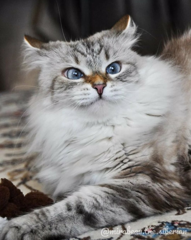 Сибирская кошка