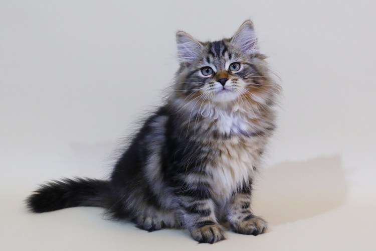 Сибирская кошка котята