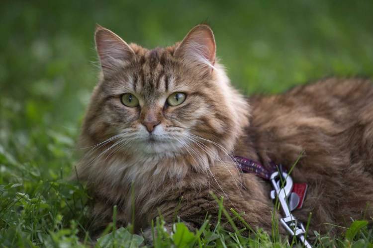 Сибирская кошка