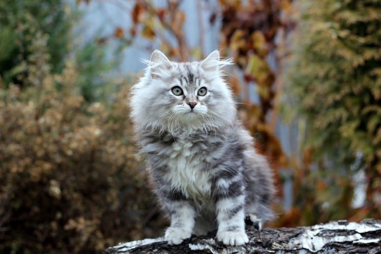 Сибирская кошка черный табби