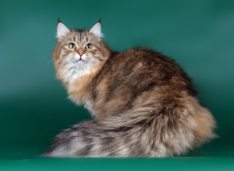 Сибирская длинношерстная кошка