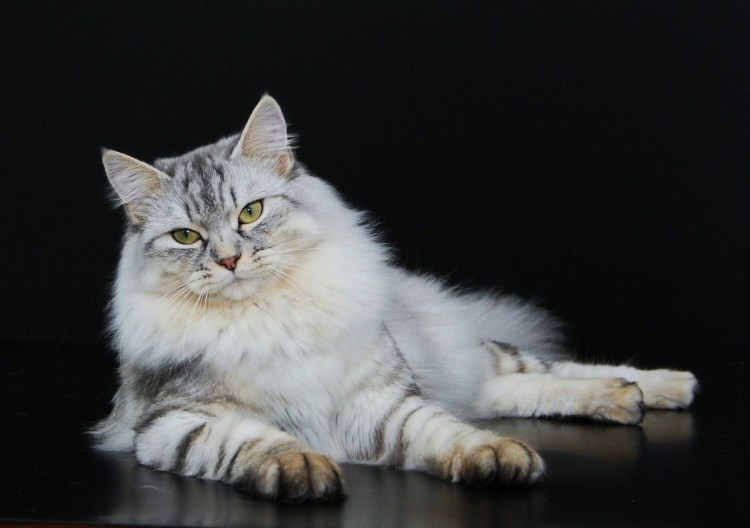 Сибирская кошка