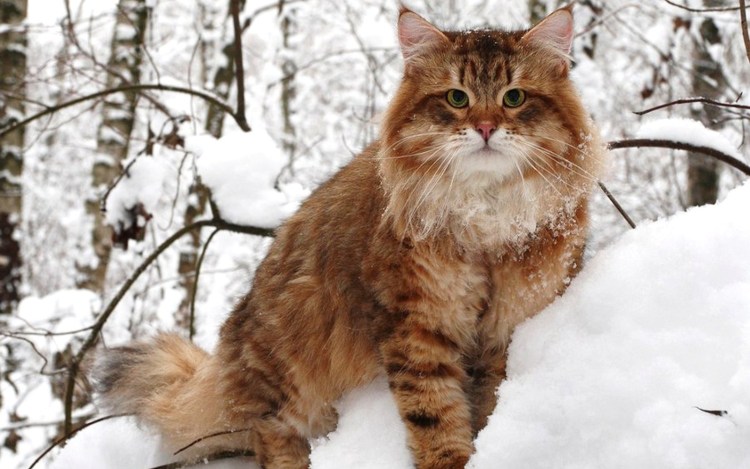 Сибирский Лесной кот рыжий