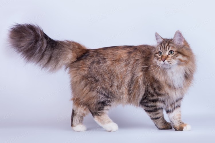 Сибирская хохлатая кошка