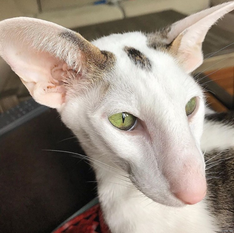 Коты ориенталы